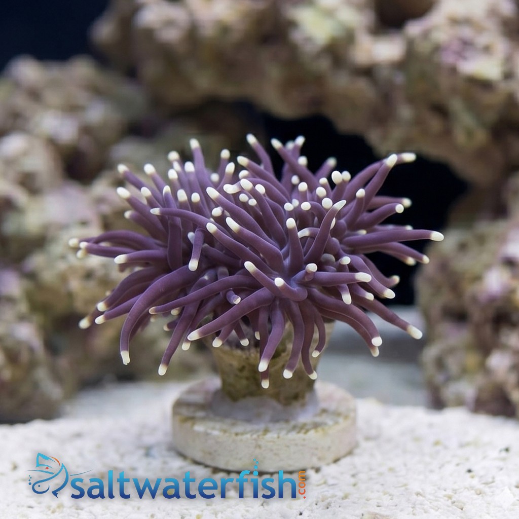 Torch Coral: Black w/ Orange Tips
