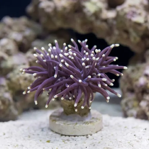 Torch Coral: Black w/ Orange Tips