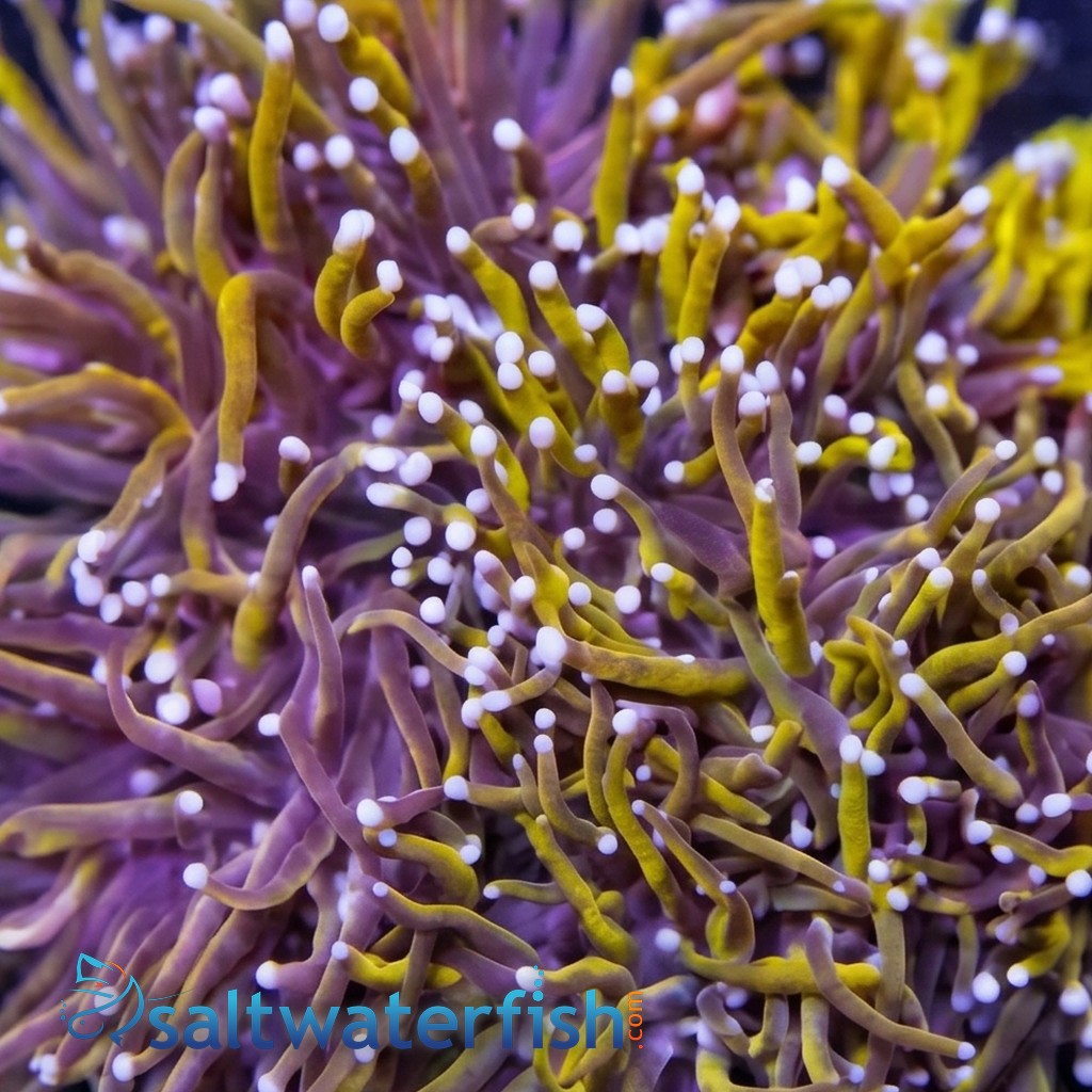Torch Coral: Gold 24K - Aquacultured