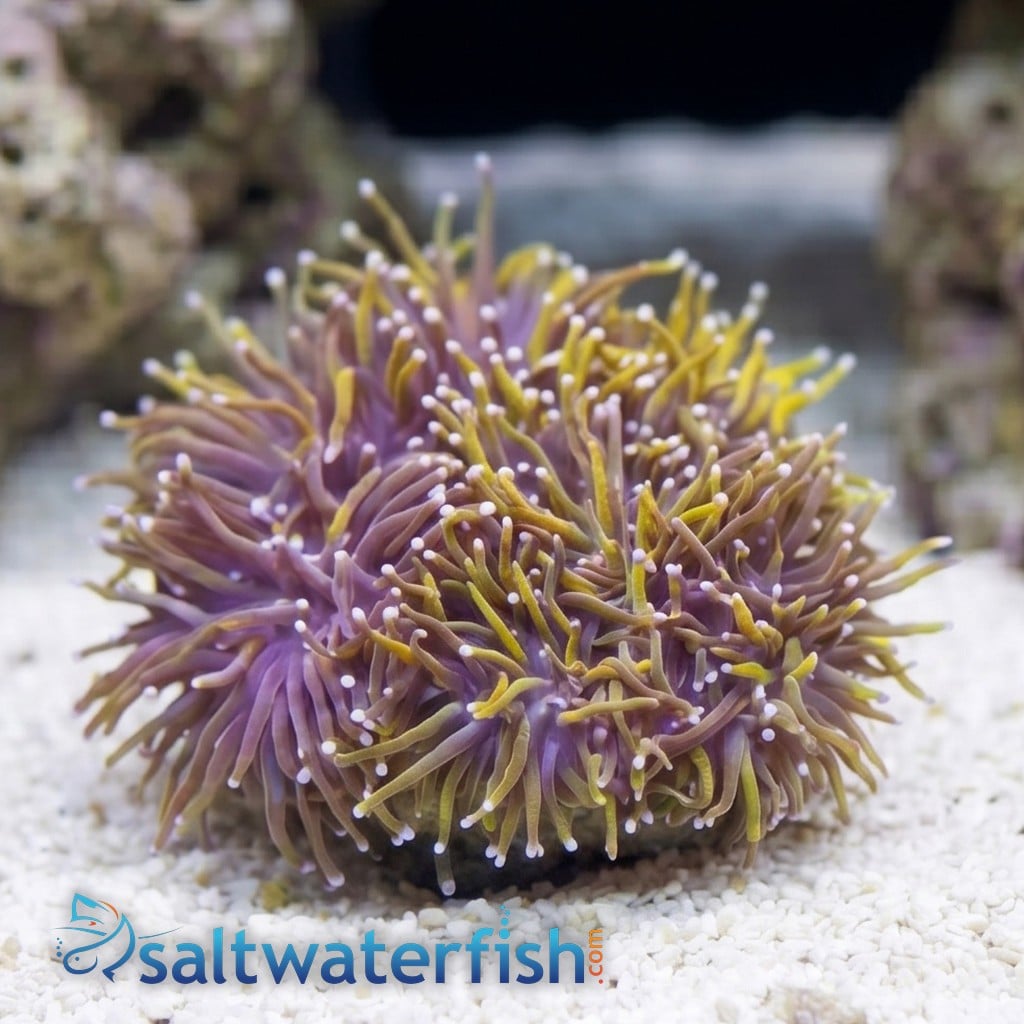 Torch Coral: Gold 24K - Aquacultured