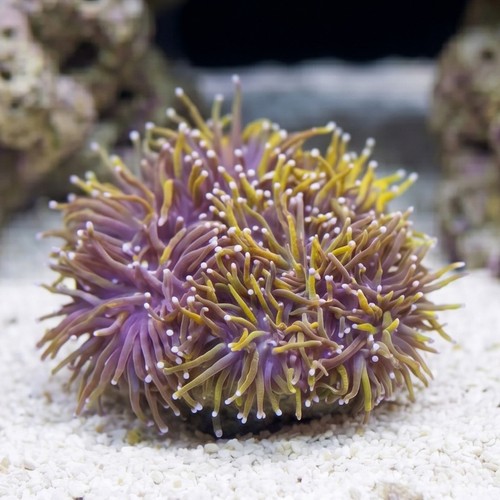 Torch Coral: Gold 24K - Aquacultured