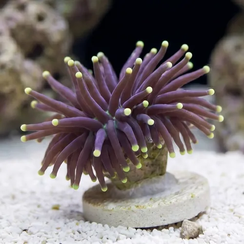 Torch Coral:Black w/ Yellow Tips