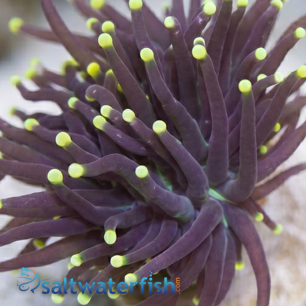 Torch Coral:Black w/ Yellow Tips - Indo Pacific