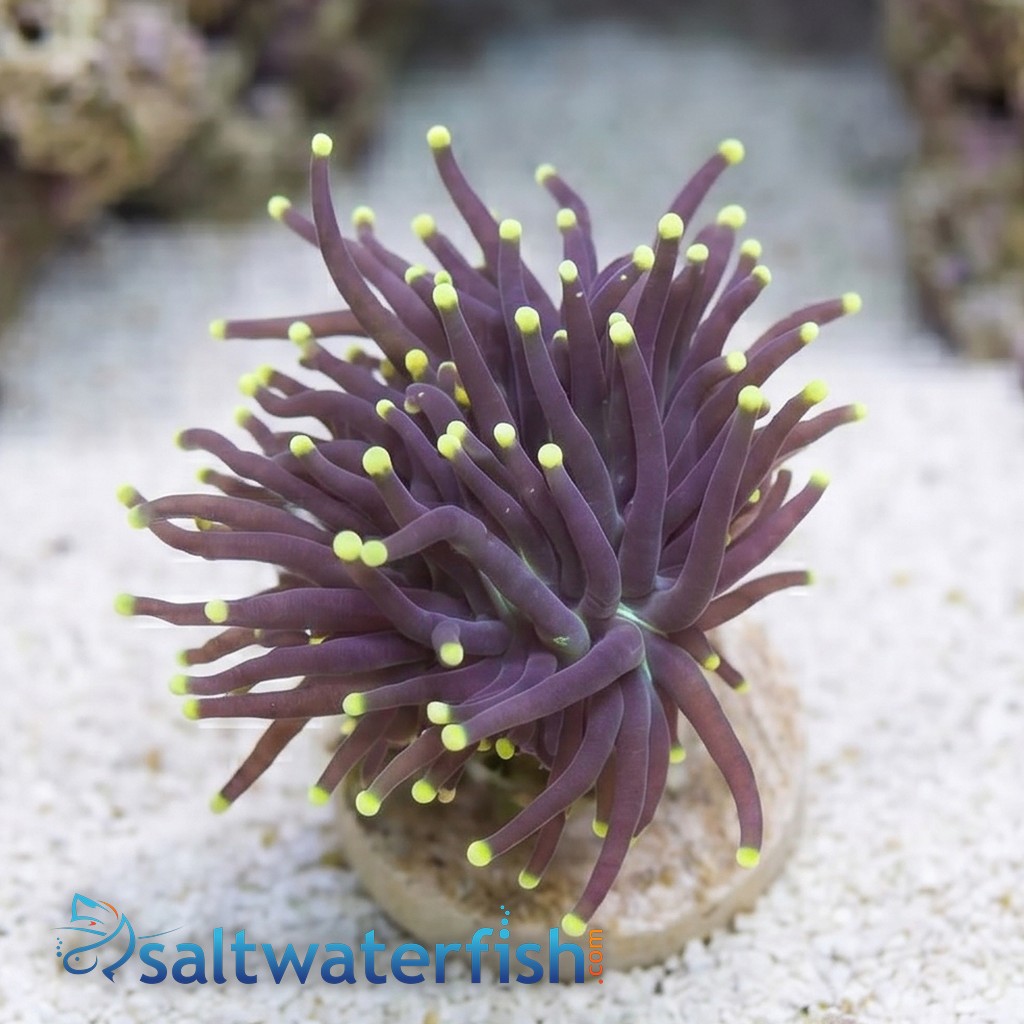 Torch Coral:Black w/ Yellow Tips - Indo Pacific