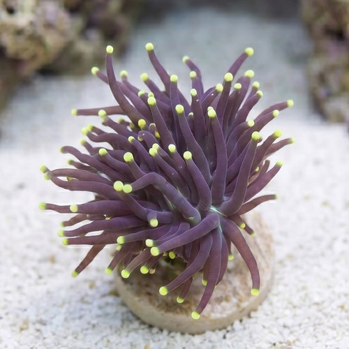 Torch Coral:Black w/ Yellow Tips - Indo Pacific