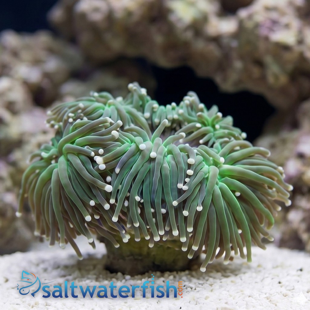 Torch Coral: Orange Tips - Australia