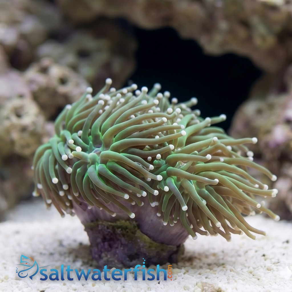 Torch Coral: Orange Tips - Australia