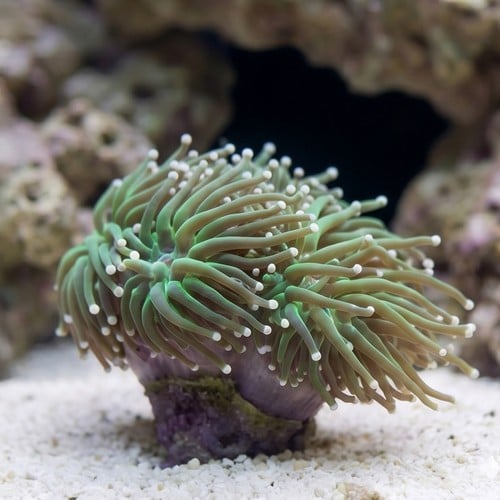Torch Coral: Orange Tips - Australia