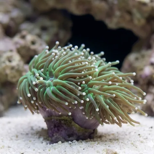 Torch Coral: Orange Tips - Australia