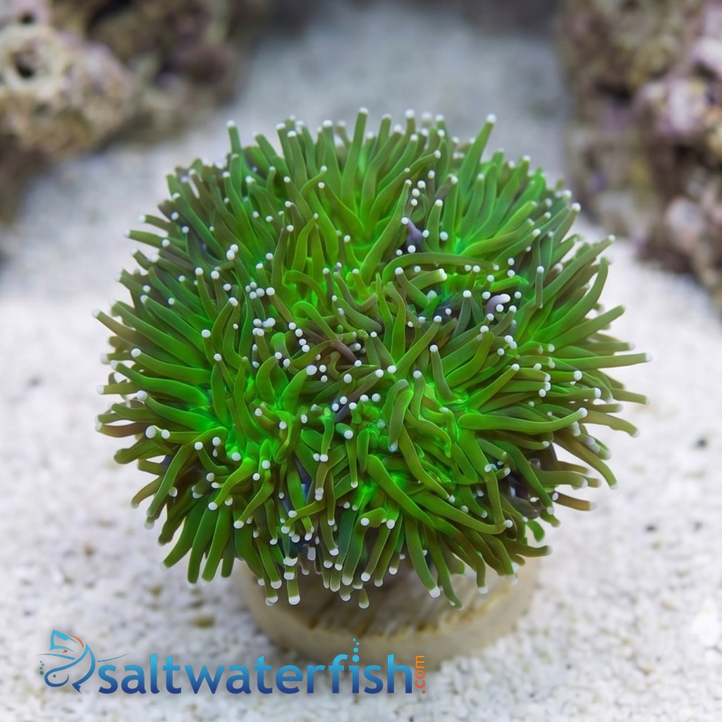 Torch Coral: Green Center w/ Pink Tips - Indo Pacific
