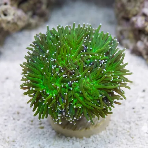 Torch Coral: Green Center w/ Pink Tips - Indo Pacific