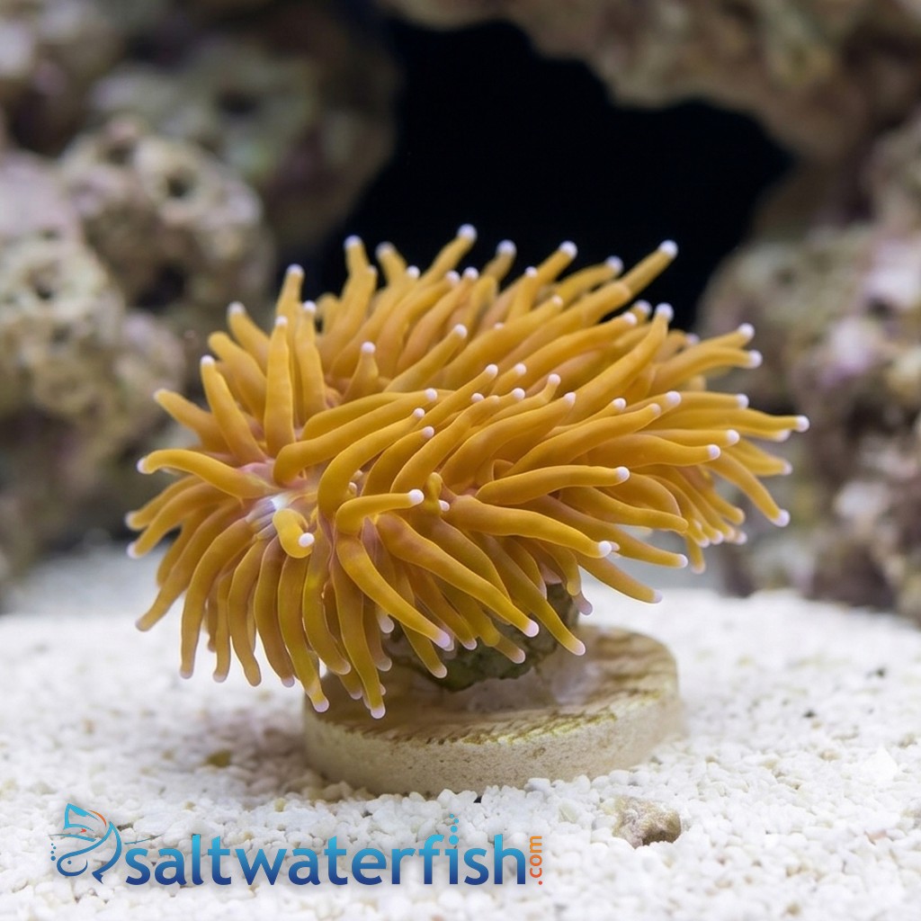 Torch Coral: Gold 24K Frag- Indo Pacific