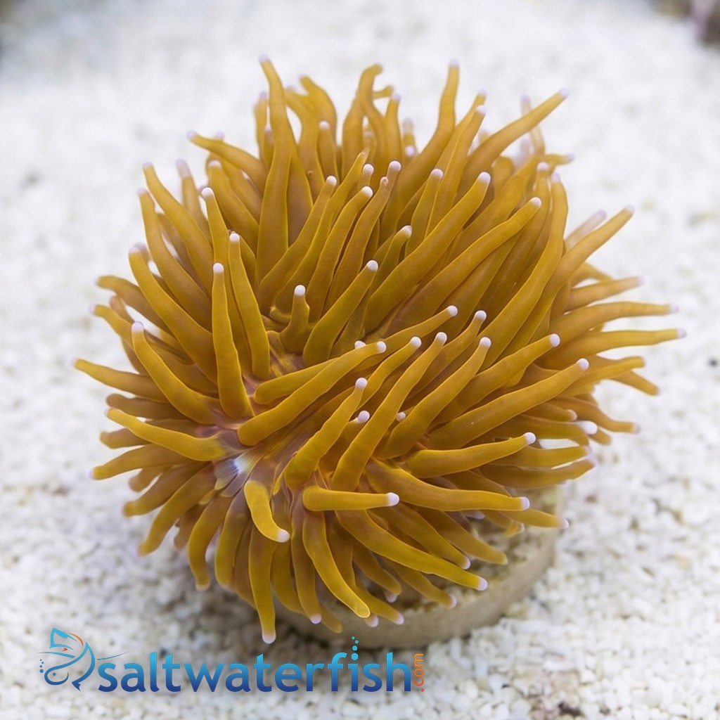 Torch Coral: Gold 24K Frag- Indo Pacific