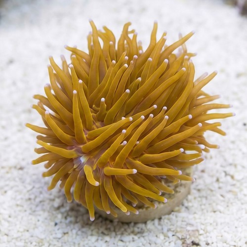 Torch Coral: Gold 24K Frag- Indo Pacific