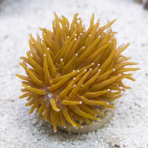 Torch Coral: Gold 24K Frag- Indo Pacific