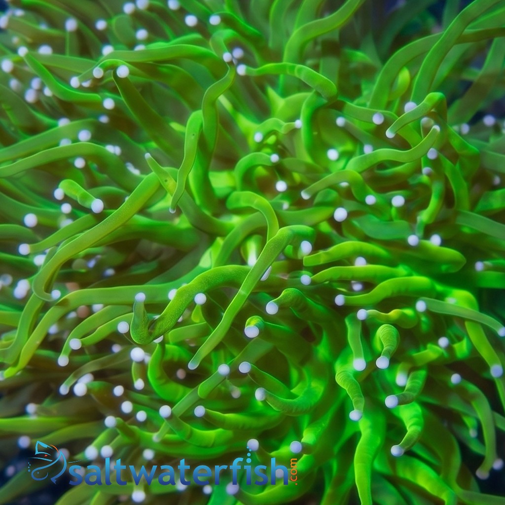 Torch Coral: Holy Grail - Aquaucltured