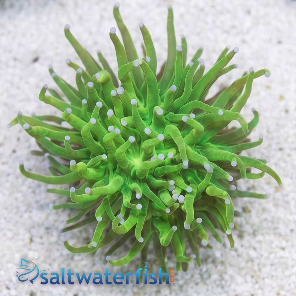 Torch Coral: Holy Grail - Aquaucltured