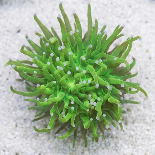 Torch Coral: Holy Grail - Aquaucltured