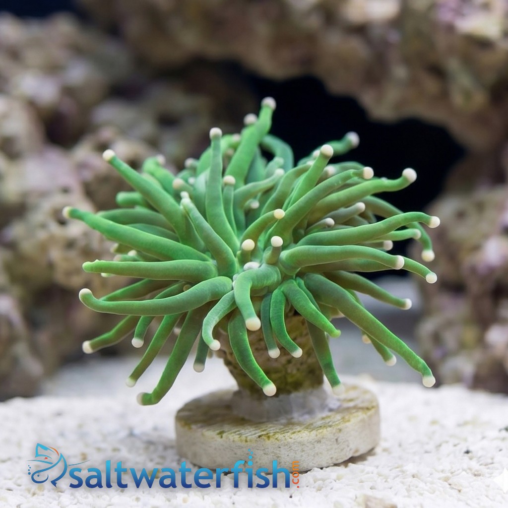 Torch Coral: Green w/ Yellow Tips - Aquacultured