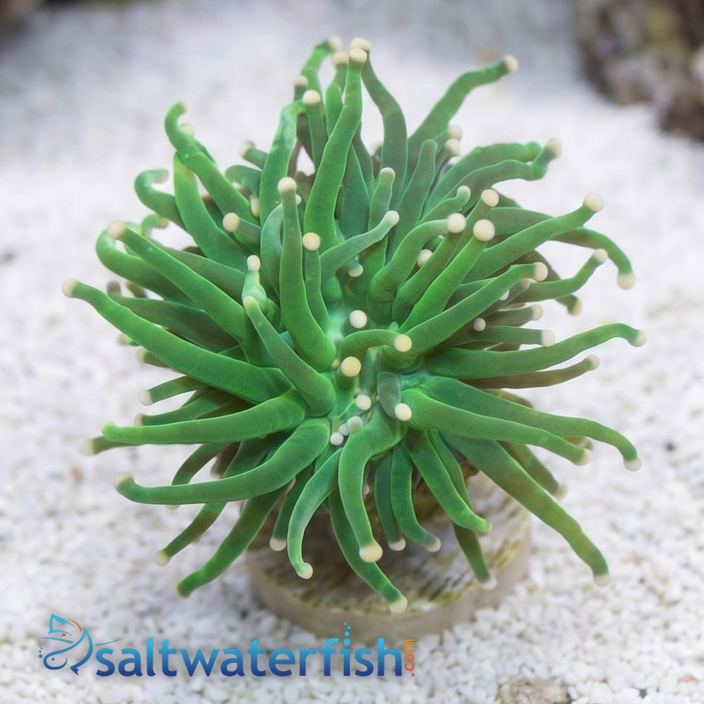 Torch Coral: Green w/ Yellow Tips - Aquacultured