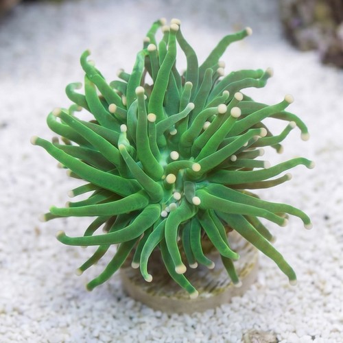 Torch Coral: Green w/ Yellow Tips - Aquacultured