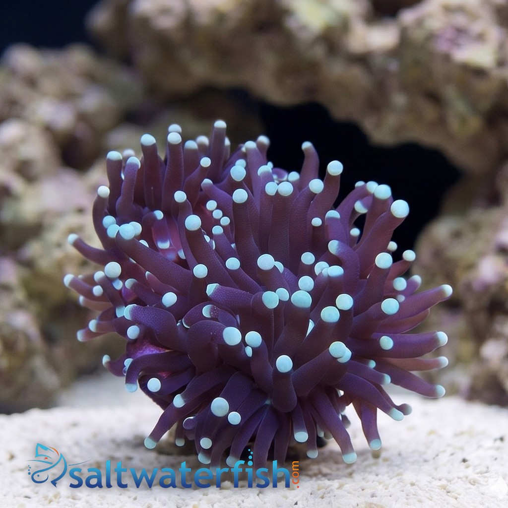 Torch Coral: Green Tips - Australia