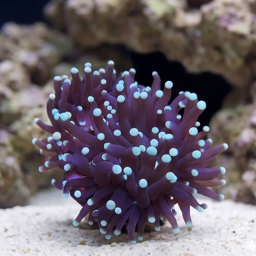 Torch Coral: Green Tips - Australia
