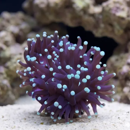 Torch Coral: Green Tips - Australia