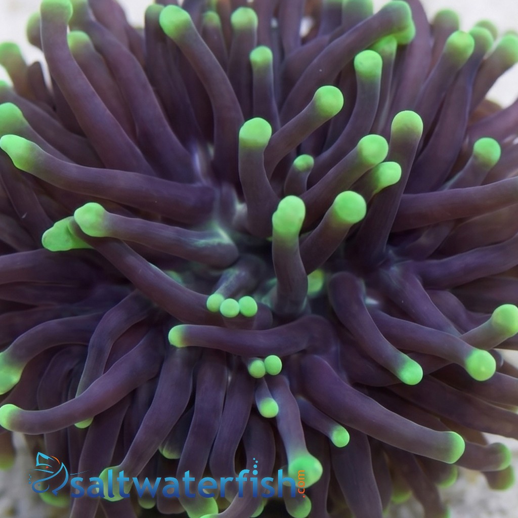 Torch Coral:Yellow Tip Highlighter