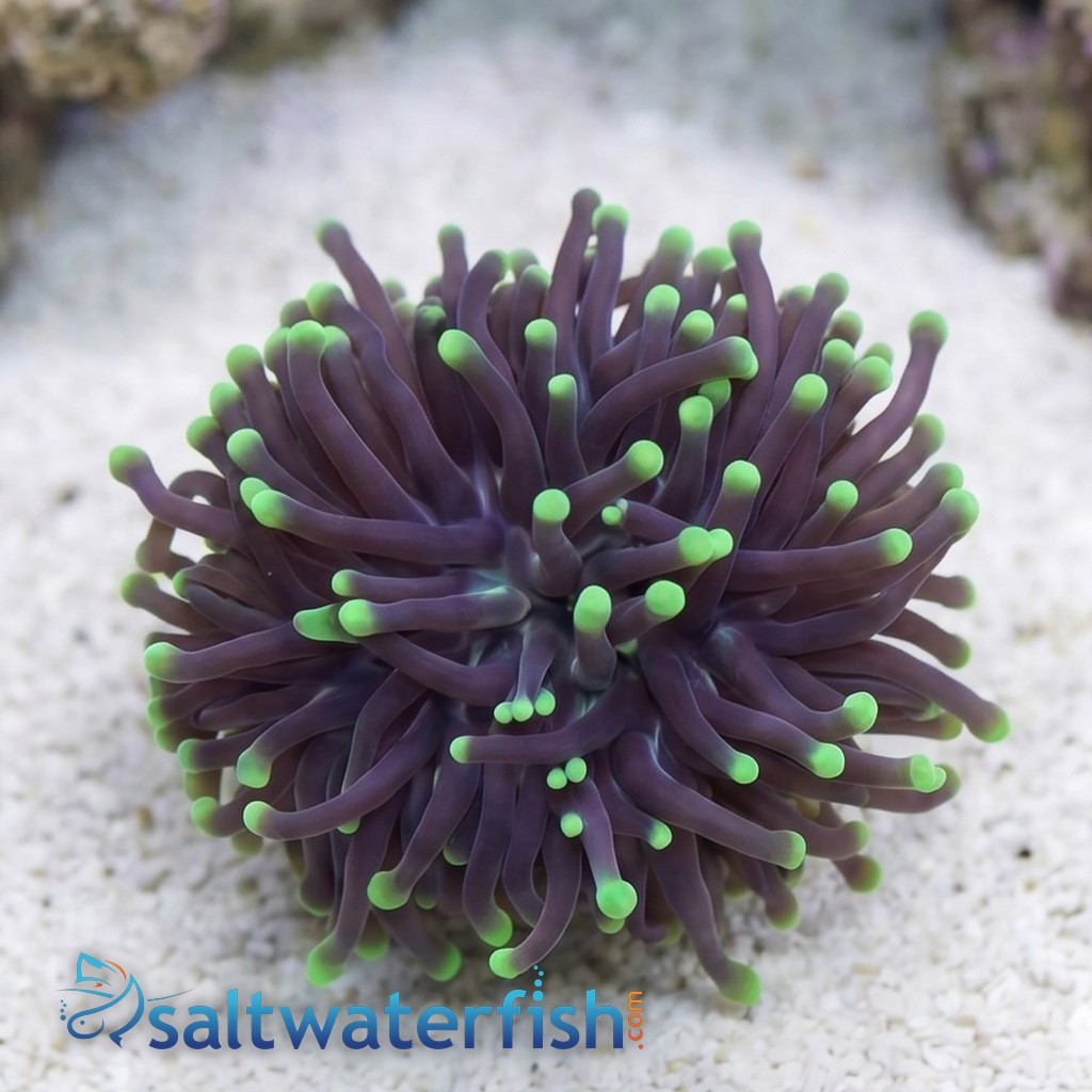 Torch Coral:Yellow Tip Highlighter
