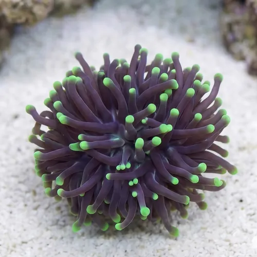 Torch Coral:Yellow Tip Highlighter