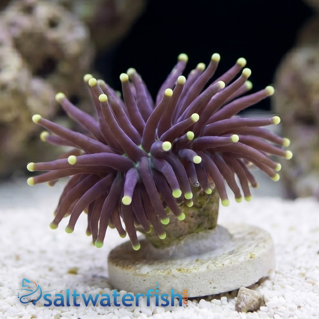 Torch Coral:Black w/ Yellow Tips - South Pacific