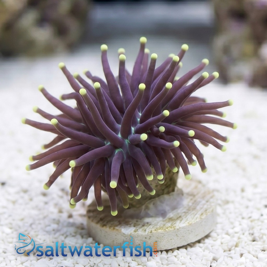 Torch Coral:Black w/ Yellow Tips - South Pacific