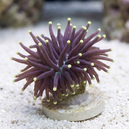 Torch Coral:Black w/ Yellow Tips - South Pacific