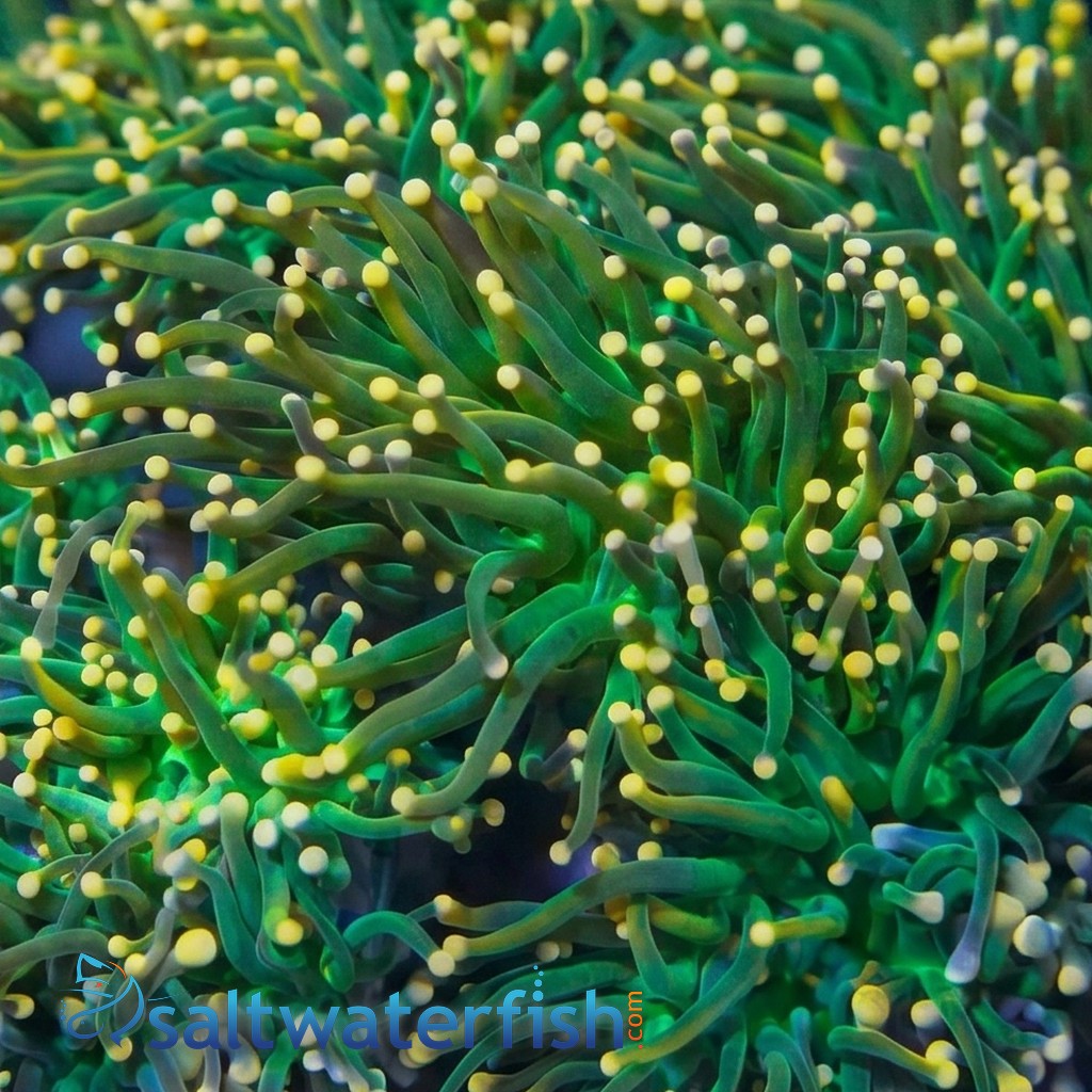 Torch Coral: Green w/ Orange Tips