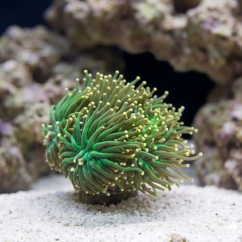 Torch Coral: Green w/ Orange Tips