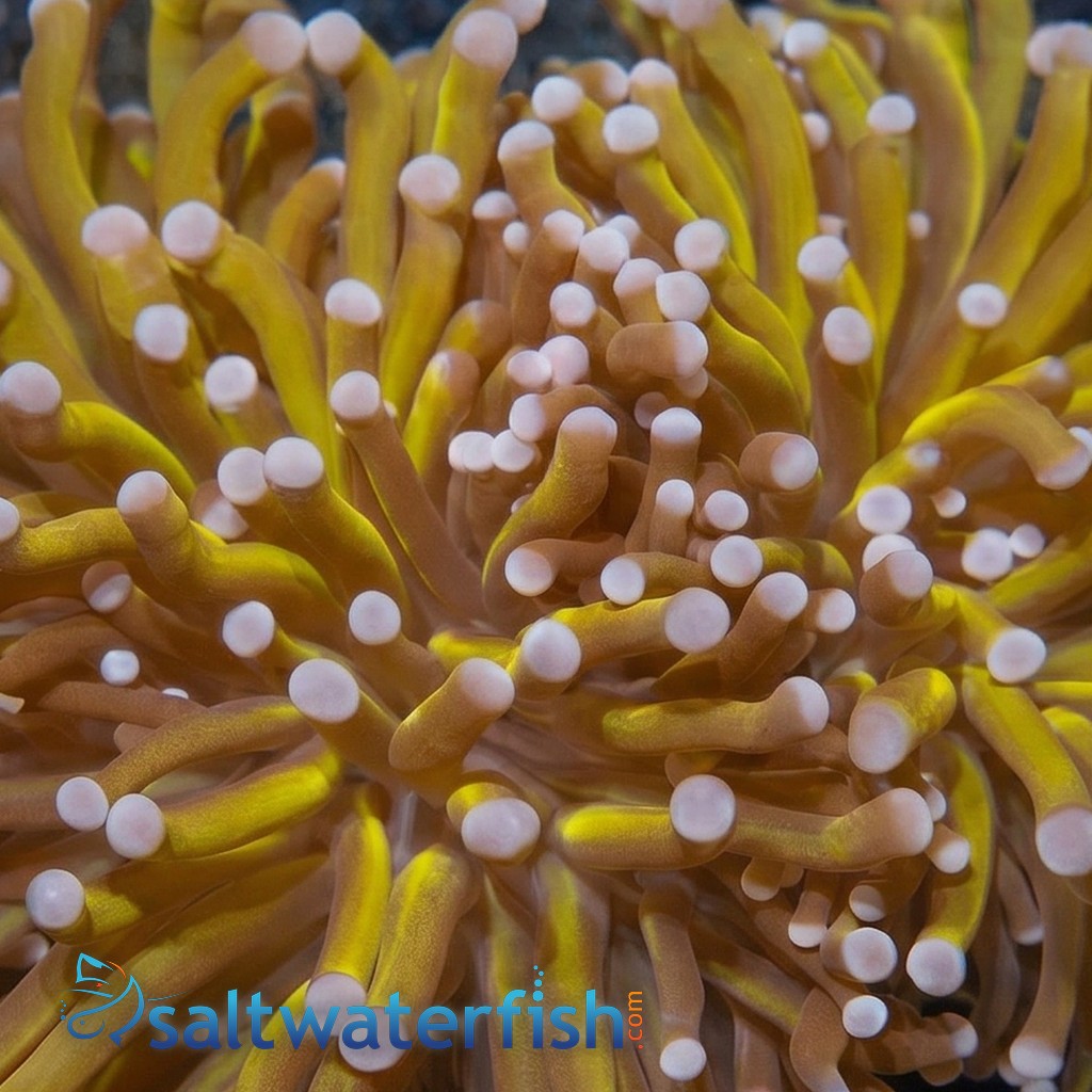 Torch Coral: Gold - Australia