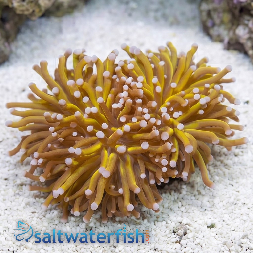 Torch Coral: Gold - Australia