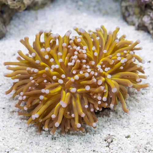 Torch Coral: Gold - Australia