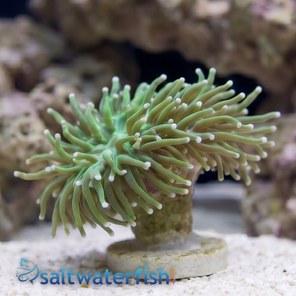 Torch Coral: Green - Indo Pacific