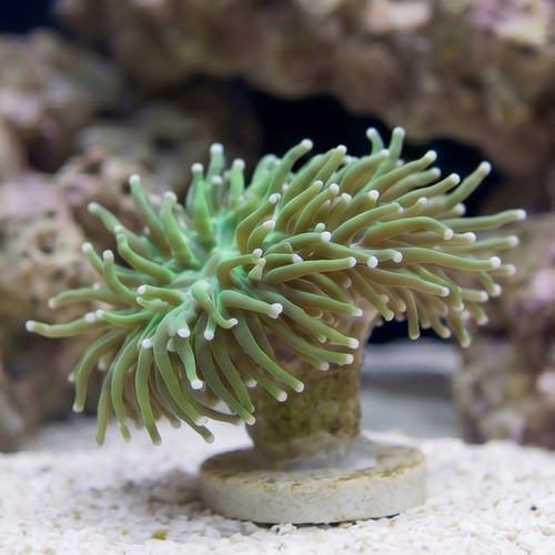 Torch Coral: Green - Indo Pacific