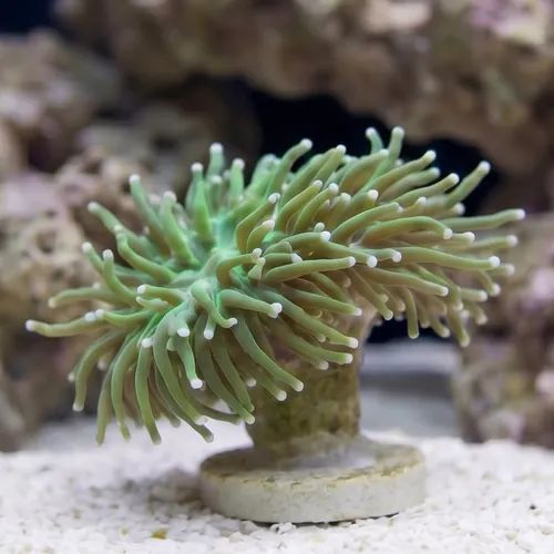 Torch Coral: Green - Indo Pacific