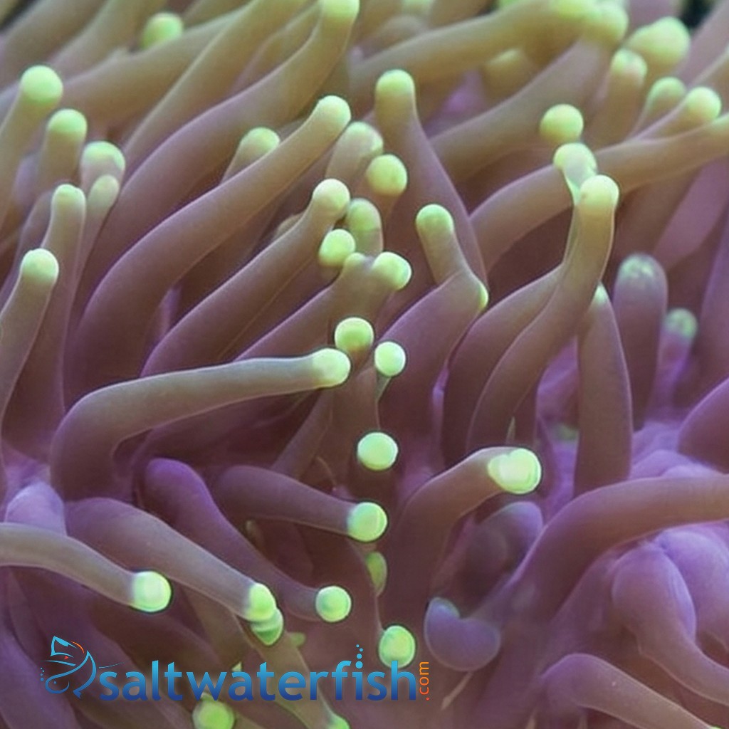 Torch Coral: Green - Australia
