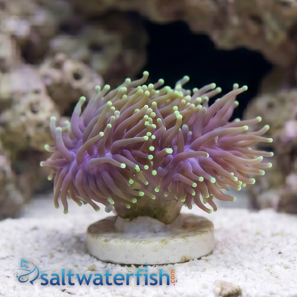 Torch Coral: Green - Australia