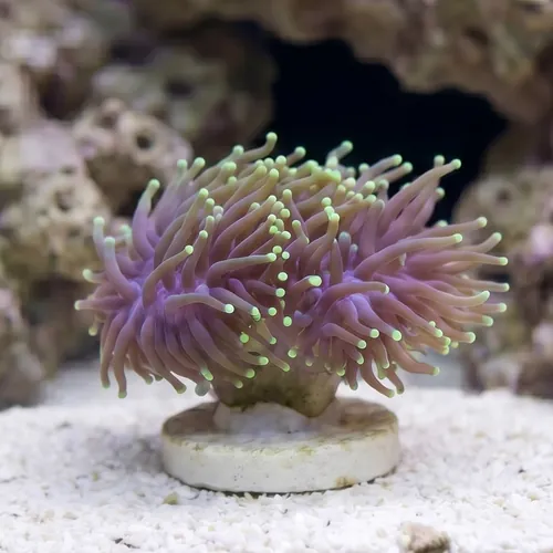 Torch Coral: Green - Australia