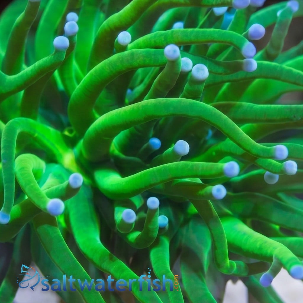 Torch Coral: Green Metallic W/ Blue Tips - Aquacultured