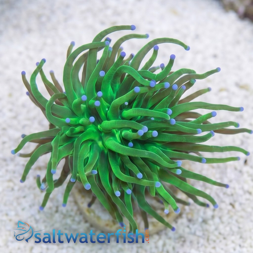 Torch Coral: Green Metallic W/ Blue Tips - Aquacultured