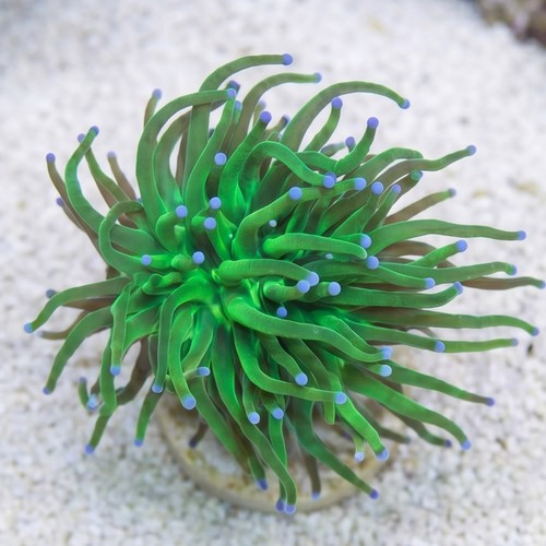 Torch Coral: Green Metallic W/ Blue Tips - Aquacultured
