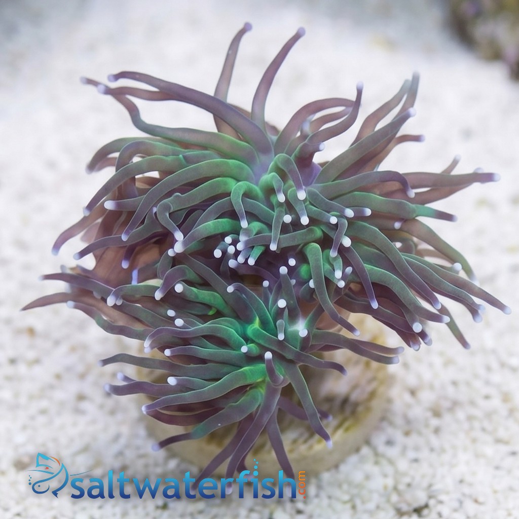 Torch Coral: Green w/ Purple Tips - Aquacultured
