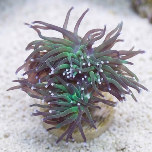 Torch Coral: Green w/ Purple Tips - Aquacultured